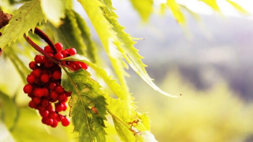 Vibrant Red Berries on Green Leaves Macro PC Wallpaper