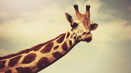 Majestic Giraffe Portrait with Vintage Sky Aesthetic Desktop Wallpaper
