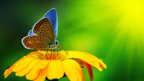 Stunning Blue Butterfly on Vibrant Yellow Flower 4K Desktop Wallpaper