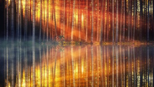 Golden Sunlight Forest Reflection Nature PC Wallpaper