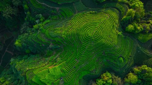 Aerial View of Vibrant Green Tea Plantation Terraces PC Wallpaper