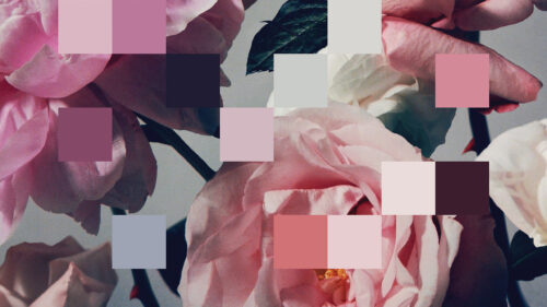 Aesthetic Pastel Pink Rose Palette Floral Art 4K Desktop Wallpaper