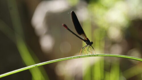 Elegant Black Damselfly Perched on a Green Leaf PC Wallpaper