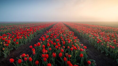 Breathtaking Red Tulip Field at Sunrise Misty Morning 4K Wallpaper