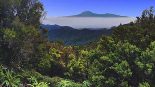 Majestic Mountain Peak Above Clouds and Lush Green Forest Desktop Wallpaper