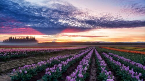 Stunning Sunrise Tulip Field with Dramatic Clouds 4K Desktop Wallpaper