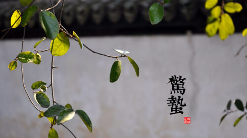 Minimalist Zen Nature Branches with Chinese Calligraphy PC Wallpaper