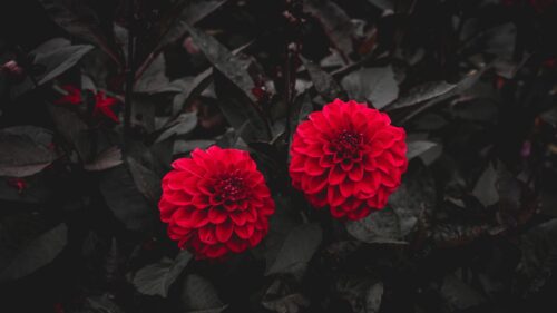 Stunning Vivid Red Dahlia Flowers Against Dark Foliage PC Wallpaper