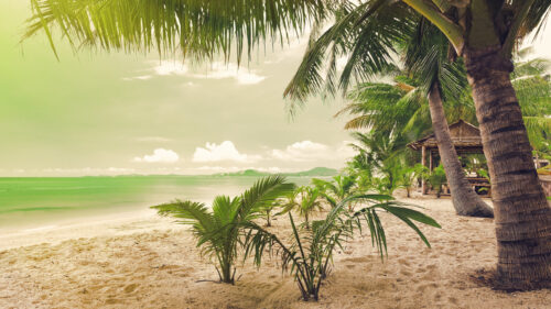 Tropical Beach Paradise with Palm Trees and Seaview Desktop Wallpaper