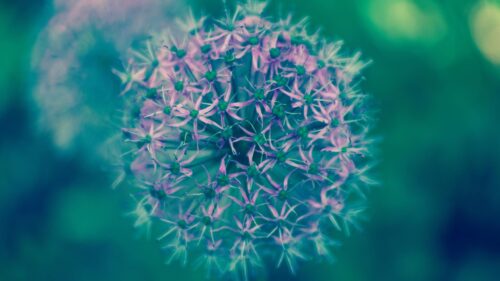 Macro Photography of Purple Allium Flower Bloom Desktop Wallpaper