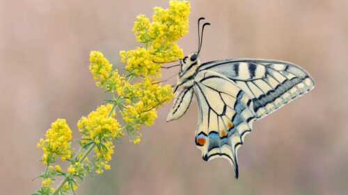 Beautiful Swallowtail Butterfly Perched on Yellow Flowers PC Wallpaper