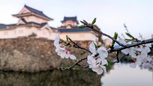 Beautiful Japanese Castle with Cherry Blossoms Spring Scenery 4K Wallpaper
