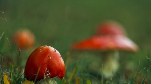 Macro Photography of Red Amanita Mushrooms in Green Grass PC Wallpaper