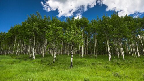 Lush Green Birch Forest Landscape Under Deep Blue Sky 4K Wallpaper