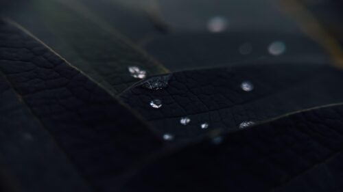 Macro Dark Leaf With Rain Droplets Minimalist Desktop Wallpaper