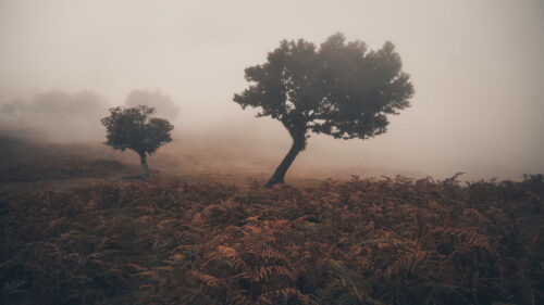 Misty Forest Landscape with Solitary Trees Atmospheric PC Wallpaper