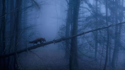 Red Fox Walking on Fallen Tree in Misty Forest Desktop Wallpaper