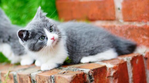 Adorable Grey and White Kitten on Red Brick Steps PC Wallpaper