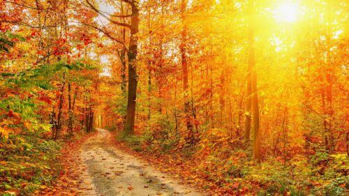 Breathtaking Autumn Forest Path with Golden Sunlight PC Wallpaper
