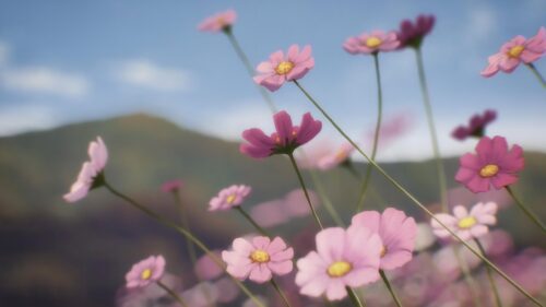 Beautiful Pink Cosmos Flowers in Anime Style Landscape PC Wallpaper