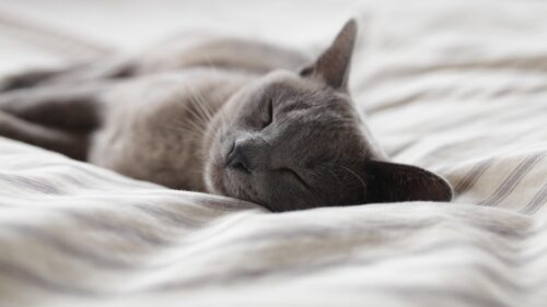Cute Sleeping Grey Cat on Soft Bed Sheets Desktop Wallpaper