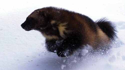 Epic Wolverine Cinematic Action Pose High Resolution 4K Desktop Wallpaper