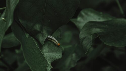 Macro Caterpillar Feeding on Dark Green Leaves 4K Wallpaper