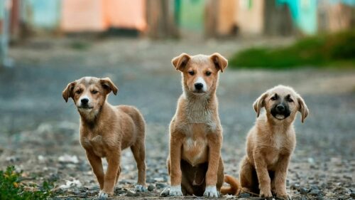 Three Cute Brown Puppies Sitting Outdoors 4K Desktop Wallpaper