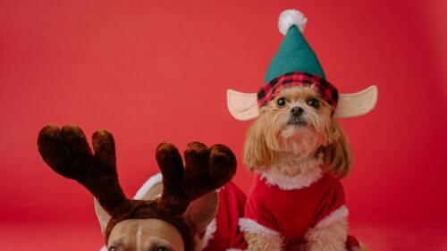Cute Dogs Dressed as Reindeer and Elf for Christmas 4K Wallpaper