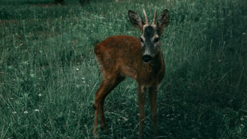 Young Roe Deer Standing in Lush Green Grass Desktop Wallpaper