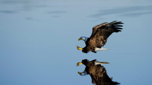 Majestic Bald Eagle Hunting Over Calm Water 4K Desktop Wallpaper