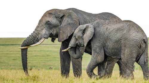 Majestic African Elephants Walking in Savannah Grassland 4K Wallpaper