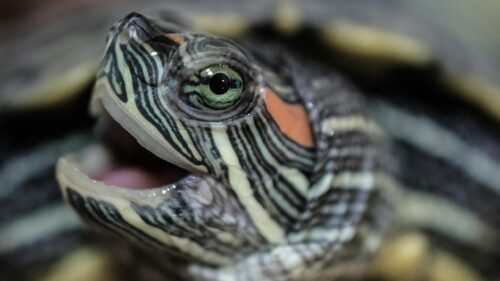 Macro Close-up of a Red Eared Slider Turtle Portrait 4K Wallpaper