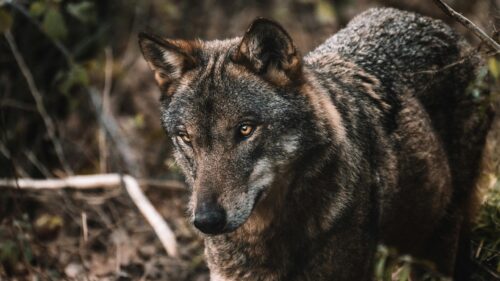 Majestic Iberian Wolf Close-up Nature Portrait 4K Wallpaper