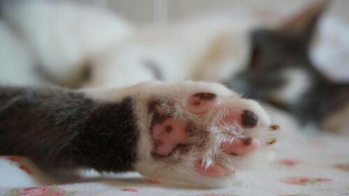 Close-up of a Cute Cat Paw with Pink and Black Toe Beans Desktop Wallpaper