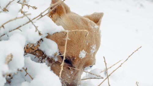 Cute Tan Dog Hiding in Snowy Winter Bushes 4K Desktop Wallpaper