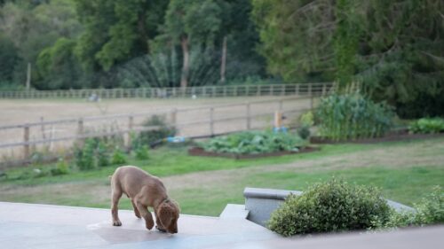 Cute Golden Retriever Puppy Exploring the Garden 4K Wallpaper