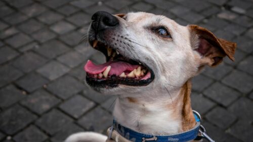 Happy Dog with Open Mouth Portrait Desktop Wallpaper