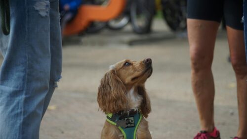 Cute Golden Cocker Spaniel Dog Looking Up 4K Desktop Wallpaper