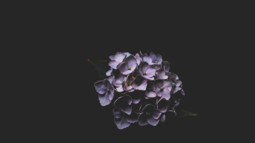 Elegant Purple Hydrangea Flower Against Dark Background 4K Wallpaper