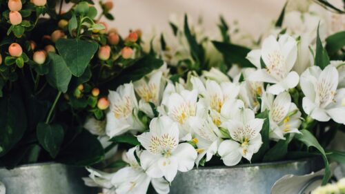 Elegant White Alstroemeria Flowers in Galvanized Bucket 4K Desktop Wallpaper