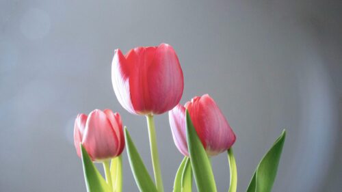 Beautiful Pink Tulip Flowers Minimalist 4K Desktop Wallpaper