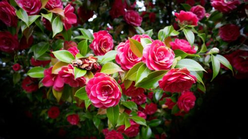 Vibrant Pink Camellia Flower Bloom Garden 4K Desktop Wallpaper