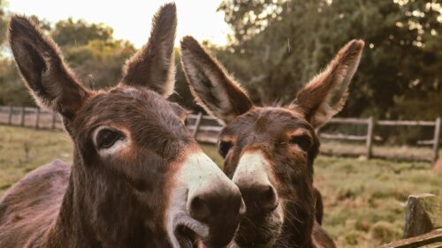 Funny Donkeys Close Up Farm Life 4K Desktop Wallpaper