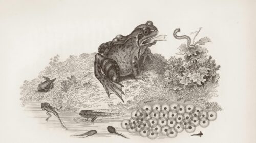 Vintage Scientific Illustration of Frog Life Cycle Desktop Wallpaper