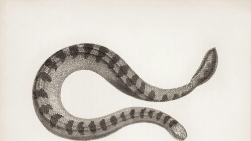 Vintage Naturalist Sea Snake Scientific Illustration 4K Wallpaper