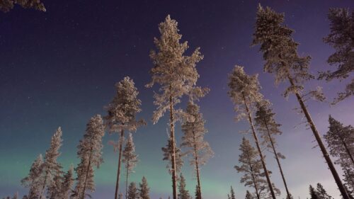 Winter Forest Under Glowing Northern Lights 4K Wallpaper