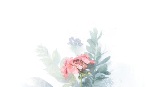 Ethereal Pink Geranium Flower Behind Frosted Glass Desktop Wallpaper