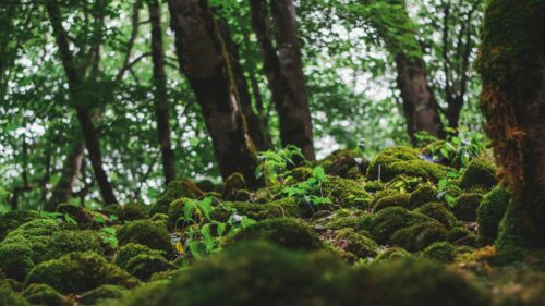 Enchanted Mossy Forest Floor Landscape 4K Desktop Wallpaper