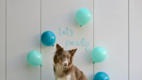 Cute Border Collie Dog Lets Pawty Birthday Celebration 4K Wallpaper